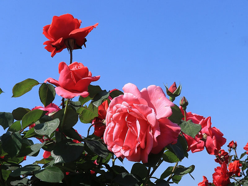 春暖花開季，正是出游時！程力集團小編帶你打卡隨州炎帝紫薇園